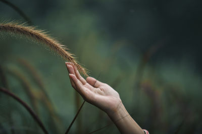 Close-up of hand holding plant