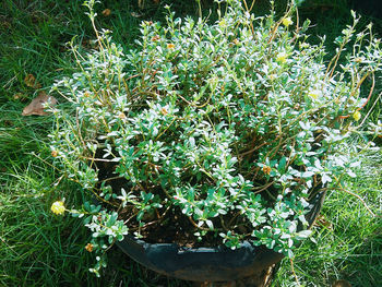 Close-up of plants