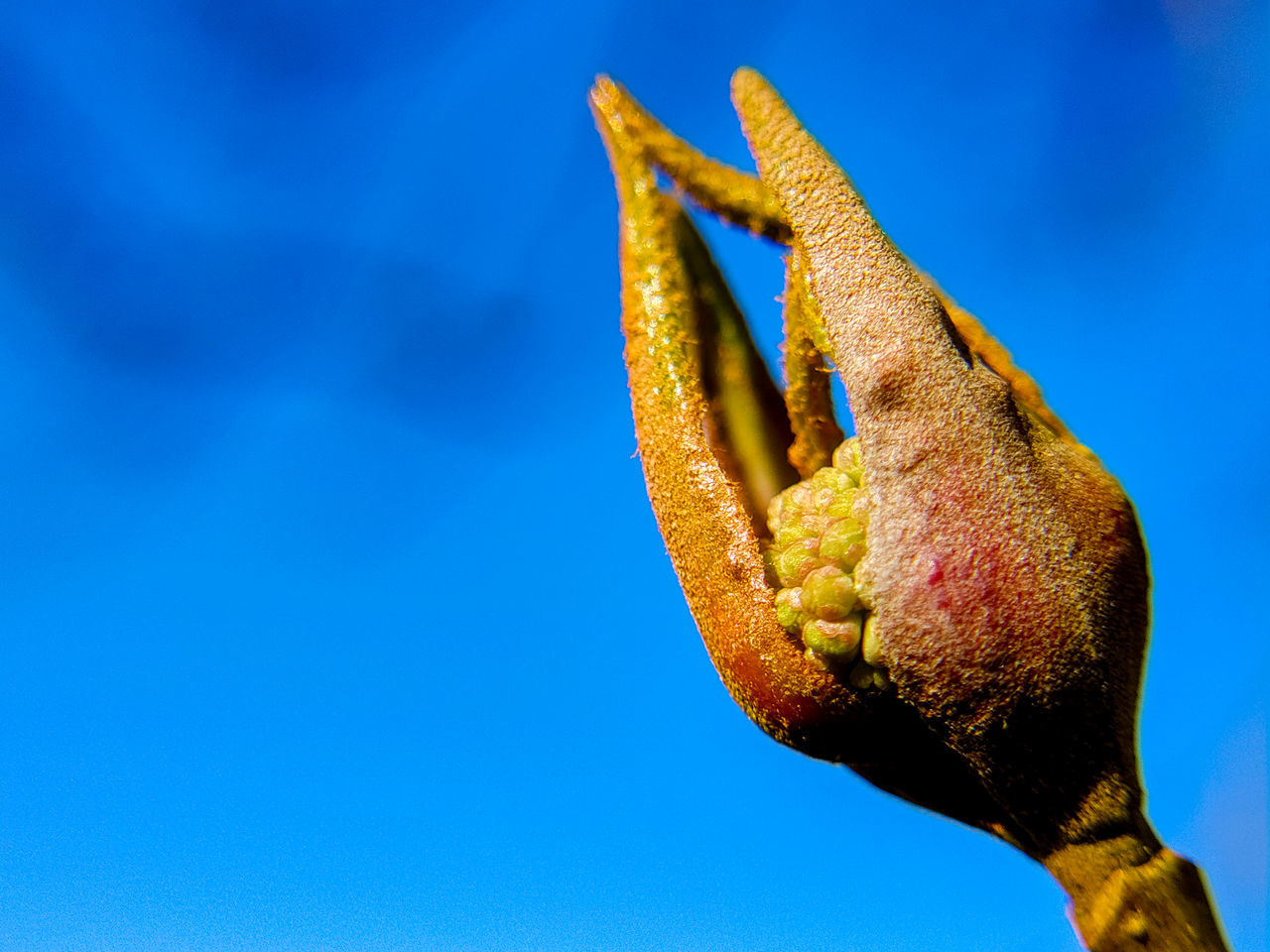 LOW ANGLE VIEW OF A LIZARD