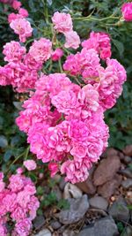 Close-up of pink flowers