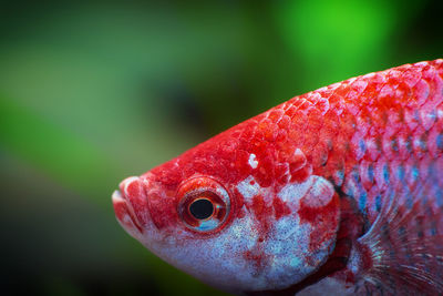 Close-up of fish swimming in aquarium