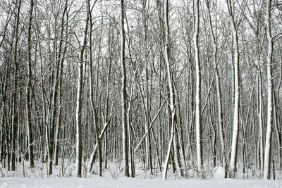 Bare trees on snow covered land