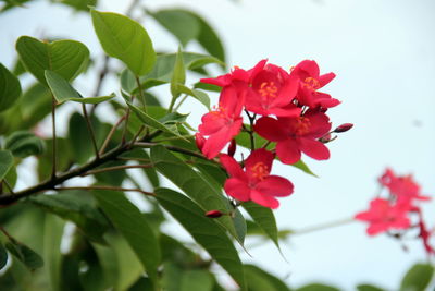 Close-up of red flowering plant