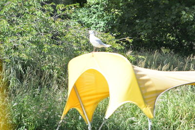 Bird flying over a field