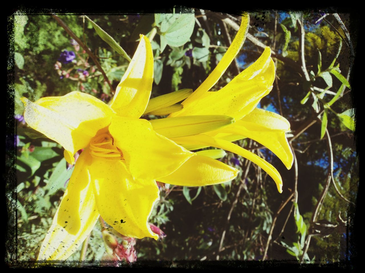 transfer print, yellow, auto post production filter, flower, petal, growth, fragility, close-up, nature, beauty in nature, leaf, flower head, freshness, plant, outdoors, blooming, day, focus on foreground, no people, park - man made space