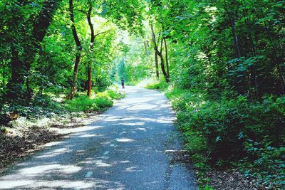 View of trees in forest