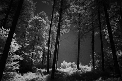 Trees in forest