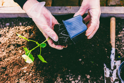 Hands of a woman in gloves transplant cucumber seedlings from a pot into the ground in a patch