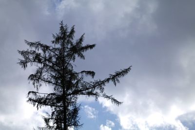 Low angle view of trees against sky