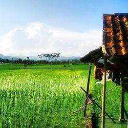 Scenic view of field against cloudy sky