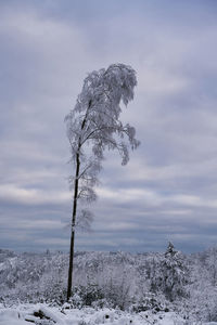 Tree against sky during winter