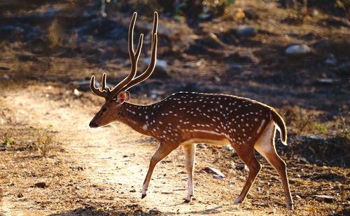 Side view of deer standing on land