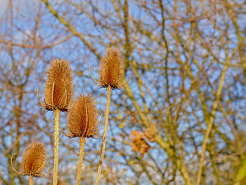 Low angle view of flowering plant against sky