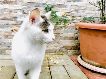 Cat looking away