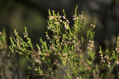 Close-up of flowering plant