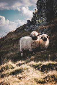 Sheep grazing on field