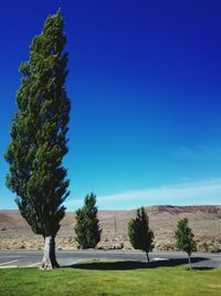 Trees against clear blue sky