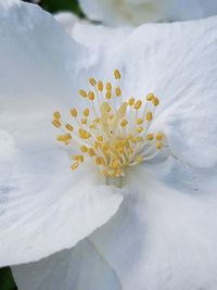 Close-up of white flower