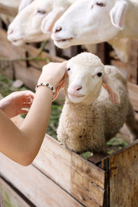 Teenage feeding sheep behind the fence.