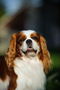 Close up of cavalier king charles spaniel panting outdoors