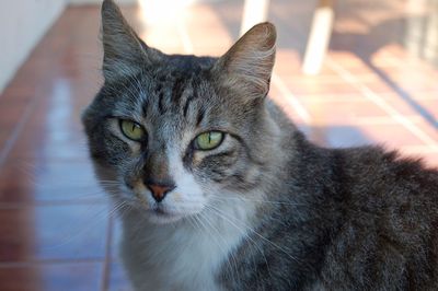 Close-up of cat