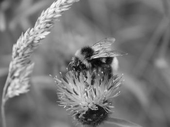 Close-up of butterfly pollinating on flower