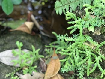 High angle view of leaves on field