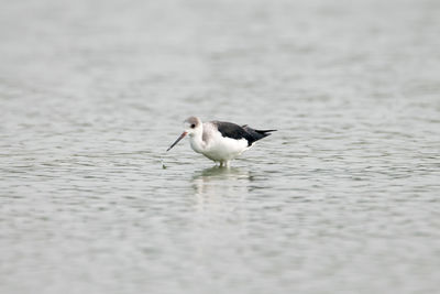Seagull on a sea