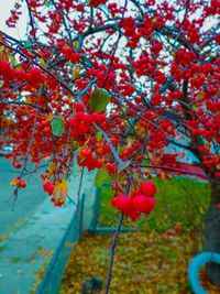 Close-up of red berries on tree