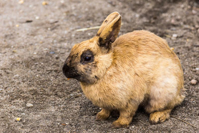 Close-up of a rabbit on field