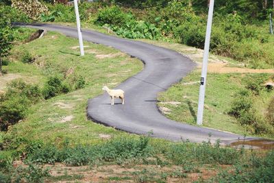 High angle view of dog on grassy field