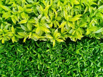 Full frame shot of fresh green plants