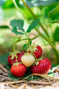 Close-up of strawberries