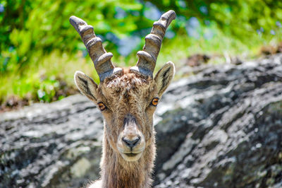 Close-up portrait of deer