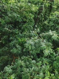 High angle view of trees in forest