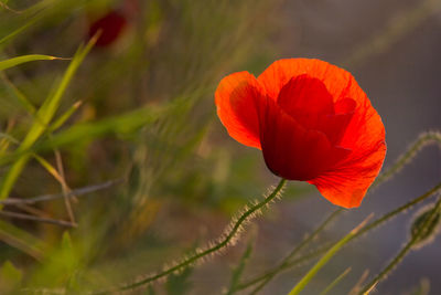 Close-up of red poppy flower