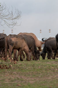 Herd of sheep on field