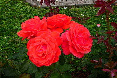 Close-up of red rose in park