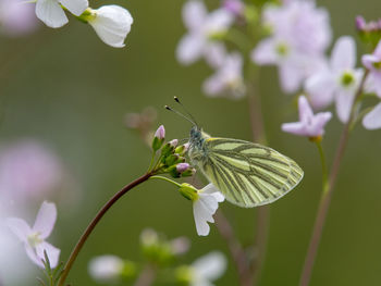 Close-up of butterfly on blooming flower