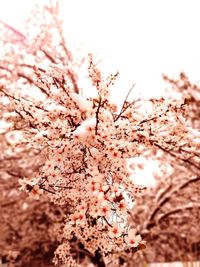 Low angle view of cherry blossom tree