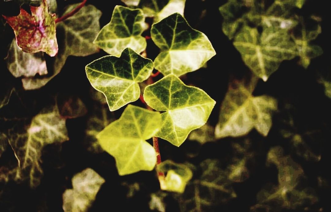 CLOSE-UP OF LEAVES