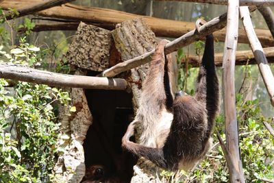 View of lizard on tree in forest