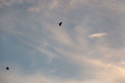 Low angle view of birds against sky