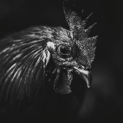 Close-up of animal eye