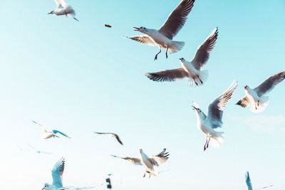 Low angle view of seagulls flying against sky