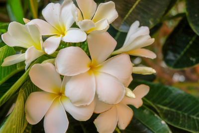 Close-up of white flowering plant