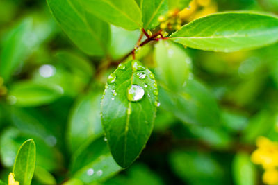 Close-up of water drops on plant leaves