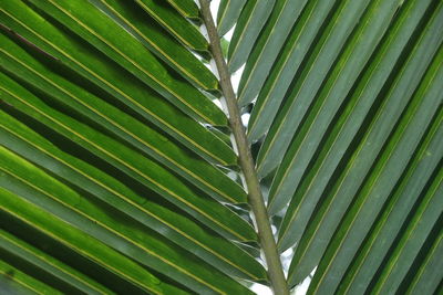 Full frame shot of palm leaf