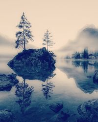 Scenic view of frozen tree against sky