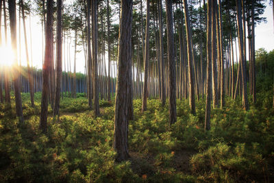 Sunlight streaming through trees in forest
